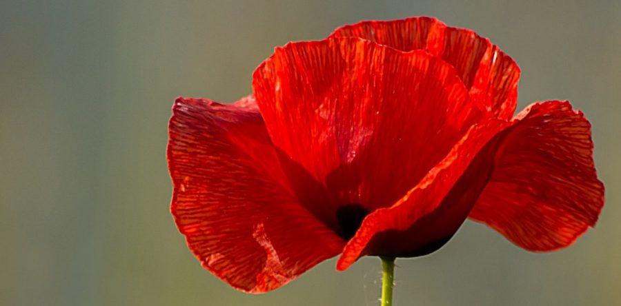A Pisa la tappa finale della Carovana contro la violenza sulle donne